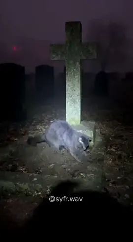 Demon Calls for Allah #demoncat #cemetery #scarycat #allah