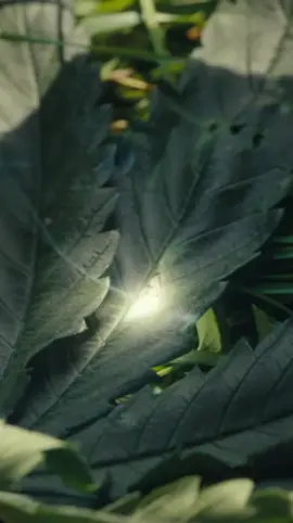 #CapCut I made this amazing video with CapCut. Open the link to try it out: capcut.com/tools/desktop-video-editor