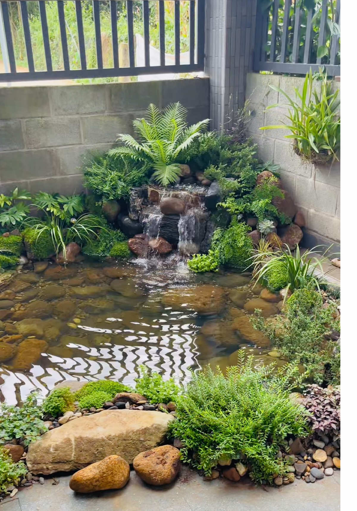 Bàn giao Hồ Tự nhiên tại Đại lộ Đông tây, Buôn Ma Thuột! Để đây đợi 2 tháng nữa để hồ rực rỡ! #datkoibmt #hokoi #canhquansanvuon #tieucanh #hokoiloctunhien 