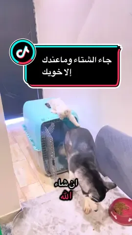 جاء الشتاء وما عندك إلا خويك#creatorsearchinsights #viral #قطط #dog #funny  حقتك زينة
