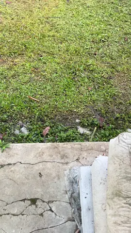 #beatkarbu #beatkarbumodifikasi #beatkarbumenolakpunah 