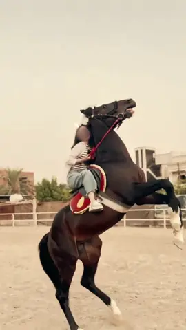 #CapCut #خيل_وخياله🐎 #تصميم_فيديوهات🎶🎤🎬 #الشعب_الصيني_ماله_حل😂😂 #العراق🇮🇶❤️ 