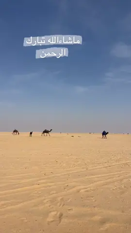 #ابل #مجاهيم #البدو #السعودية #الفاطر 