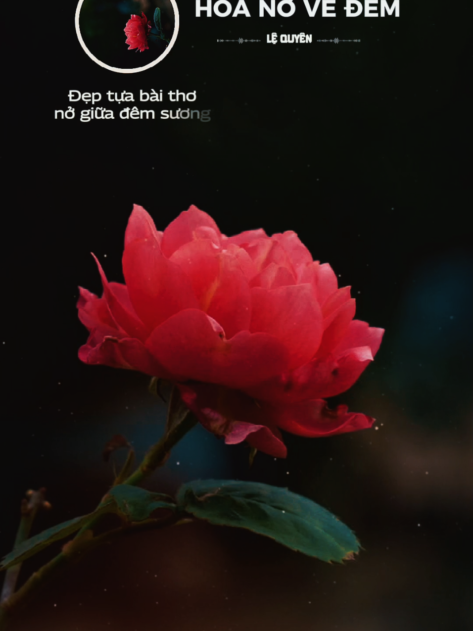 Hoa Nở Về Đêm  TB: Lệ Quyên  #nhacbolero  #nhacvang  #nhacxua  #nhactamtrang  #nhachaymoingay 