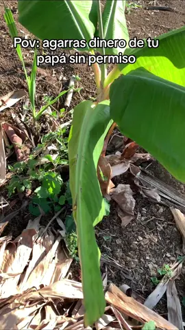 Papas🥔🥔🥔ig:caliche.oficial1 291k#fyp #viral #fypage #crzgf #fyppppppppppppppppppppppp