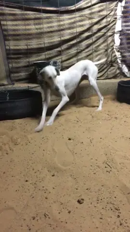 #مقناص #سلوقي_عربي_اصيل #ماشاءالله_تبارك_الله #صيد #مهدات_سلقان 