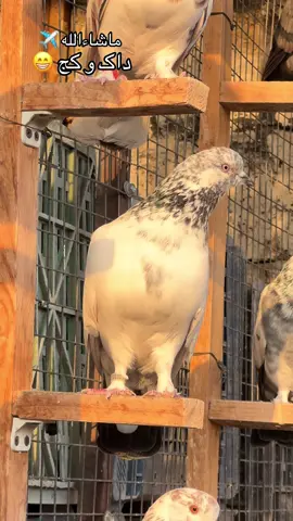 #foryou #ماشاءالله_تبارك_الله @كۆتره كانى گورگه باداوا🦅♥️ @Soran Gyan507 @mamandbadawa2 @Pashae._.freen 