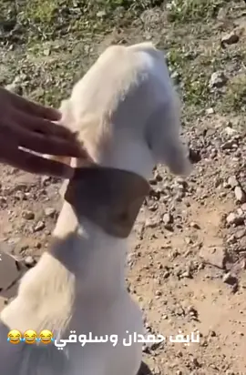 نايف حمدان و سلوقي😂😂😂#ضحك #الشعب_الصيني_ماله_حل😂😂 #اكسبلور #1111 