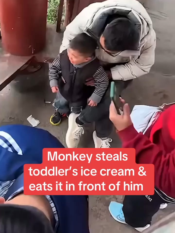 Distraught toddler in tears as monkey snatches ice cream and eats it in front of him