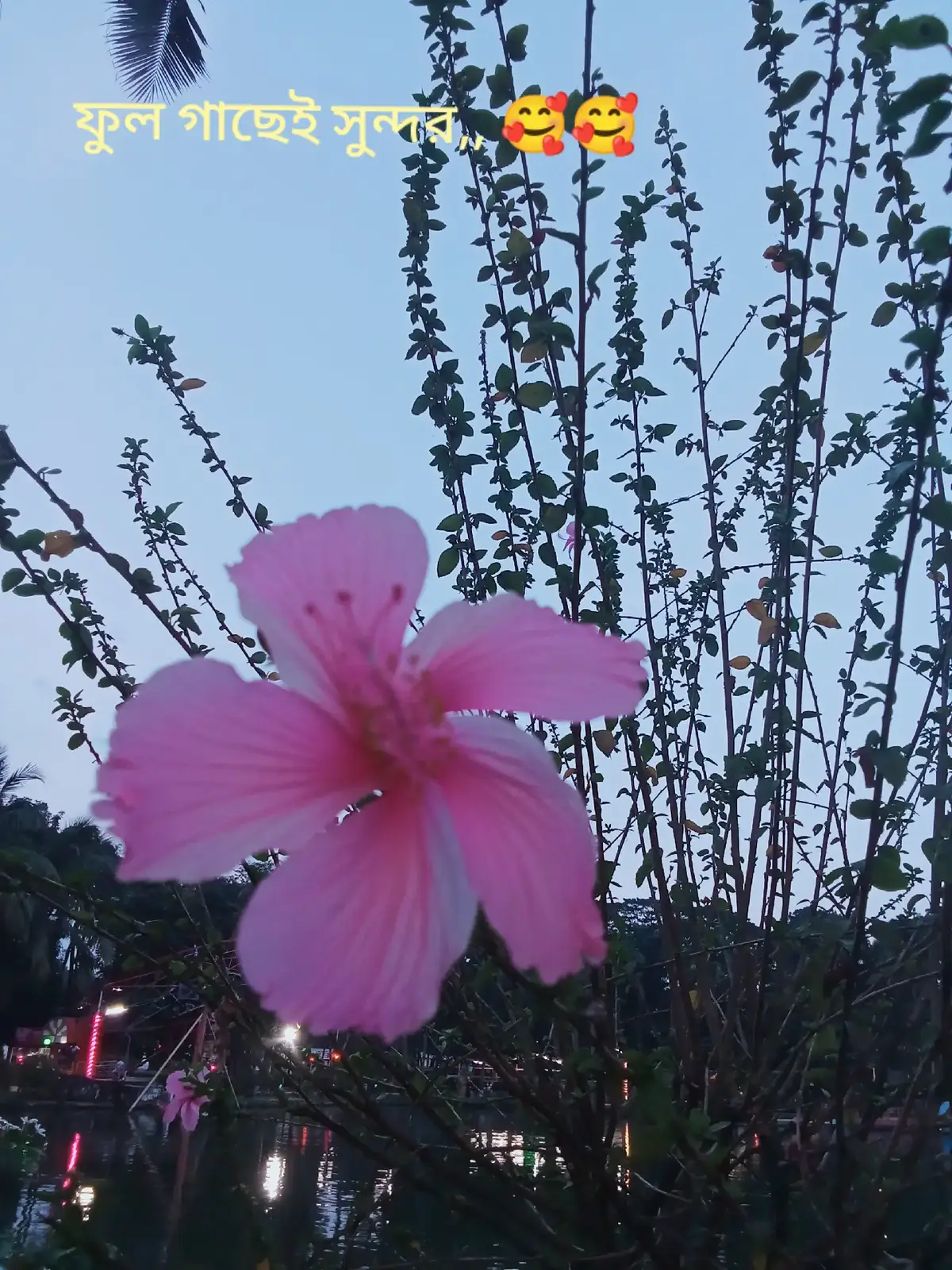 গাছের ফুল গাছেই সুন্দর 🥰🥰