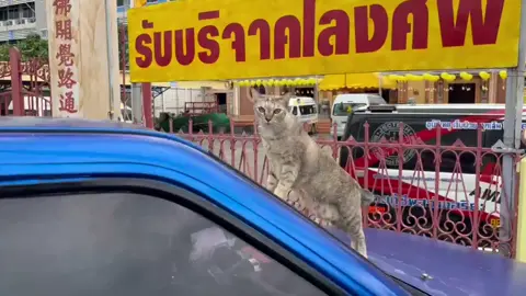 มีแมวมารอด้วย!! บริจาคโลงศพ เอาบุญมาฝาป😚🥰#พี่เปิ้ลแนะนํา #บริจาคโลงศพเพื่อผู้ยากไร้🙏 #ทําบุุญ 