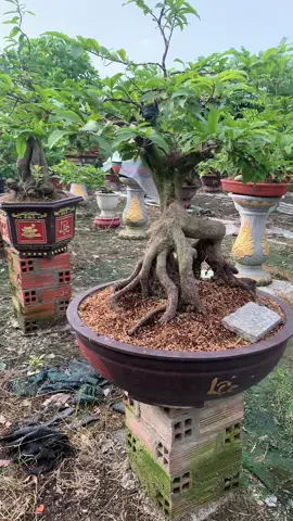 Nghe mà nhớ chiến trường 79 quá!😢