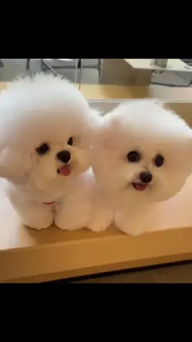 Nhìn con dễ thương đúng không bà già 😜 #xuhuongtiktok #LearnOnTikTok #cherypet #highqualitydog #bichonvn 