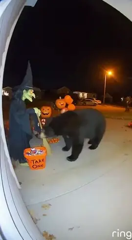 Bear gets scared by a witch decoration — and fights back 🐻🧙‍♀️💥 #FunnyAnimals #Bear #ViralVideo #ComedyZoo #HalloweenFail #SecurityCam #FunnyShorts #ViralReels #ForYou #FYP #ExplorePage #SpookySeason #AnimalHumor #CaughtOnCamera #EpicFail #CrazyAnimals #WildMoments #Halloween2025 #BearAttack #Unexpected #FunnyVideo #ViralTrend #InternetGold #Wildlife #ScaryMoments #ZooLife #ViralClips #TrendingNow #ComedyVideo #AnimalComedy