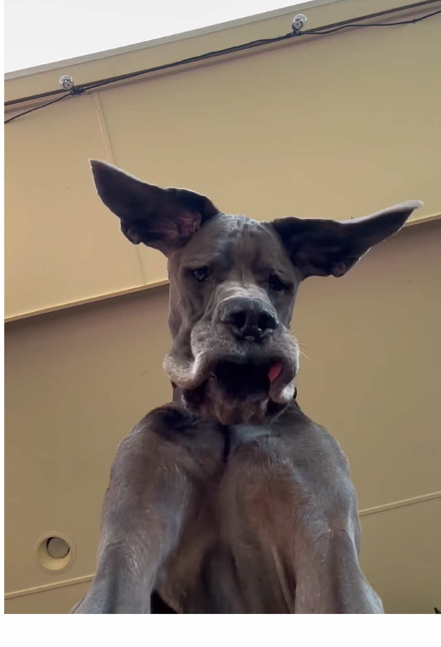 Dramatic Great Dane#dog#GreatDane #funny#funnyvideos #tiktok#fyp #longervideos 