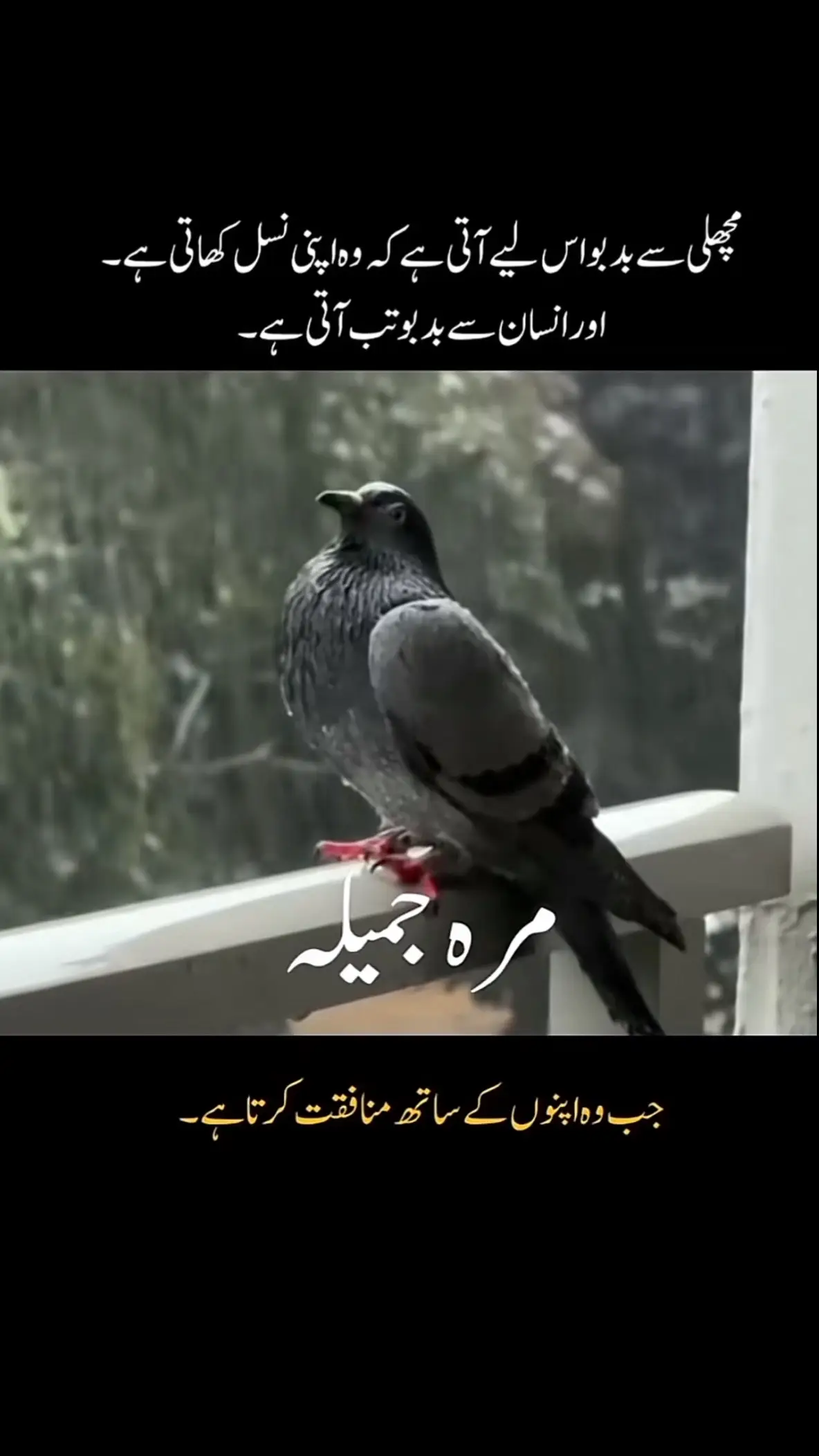 #foryoupage❤️❤️❤️❤️ #viralvideo #viral #😔😔😔😔 #islambad_pakistan 