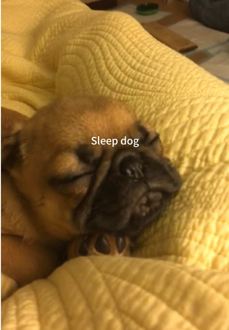 Are you finding it hard to keep your eyes open? #dog #tiktok #funnyvideos #usa🇺🇸 
