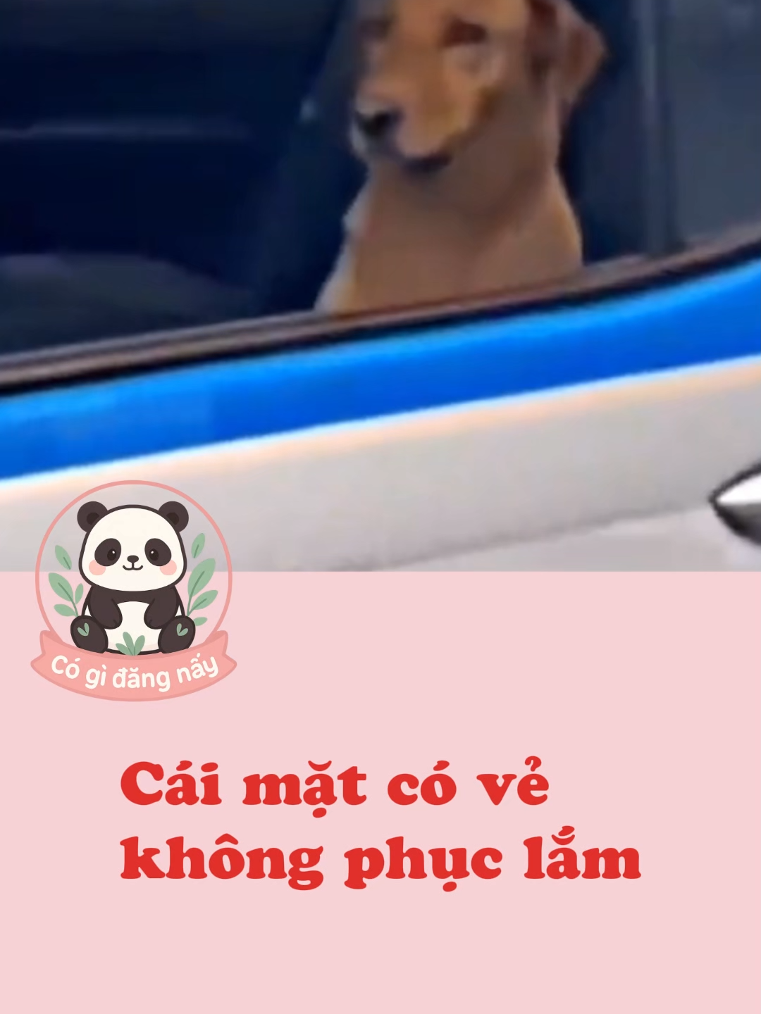 Cái mặt có vẻ không phục lắm #cgdn #funnyanimals #haihuoc #Dethuong #votri #fypシ゚viral🖤tiktok #dog