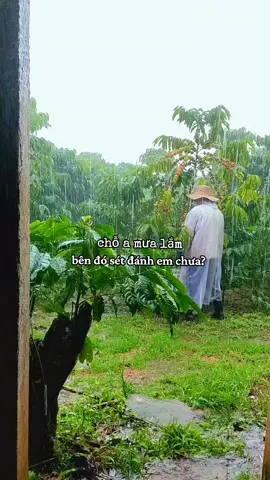 hái cà mà mưa quá mọi người#xuhuong#trending #coffee #nông dân #cà phê đa thân thả ngọn 