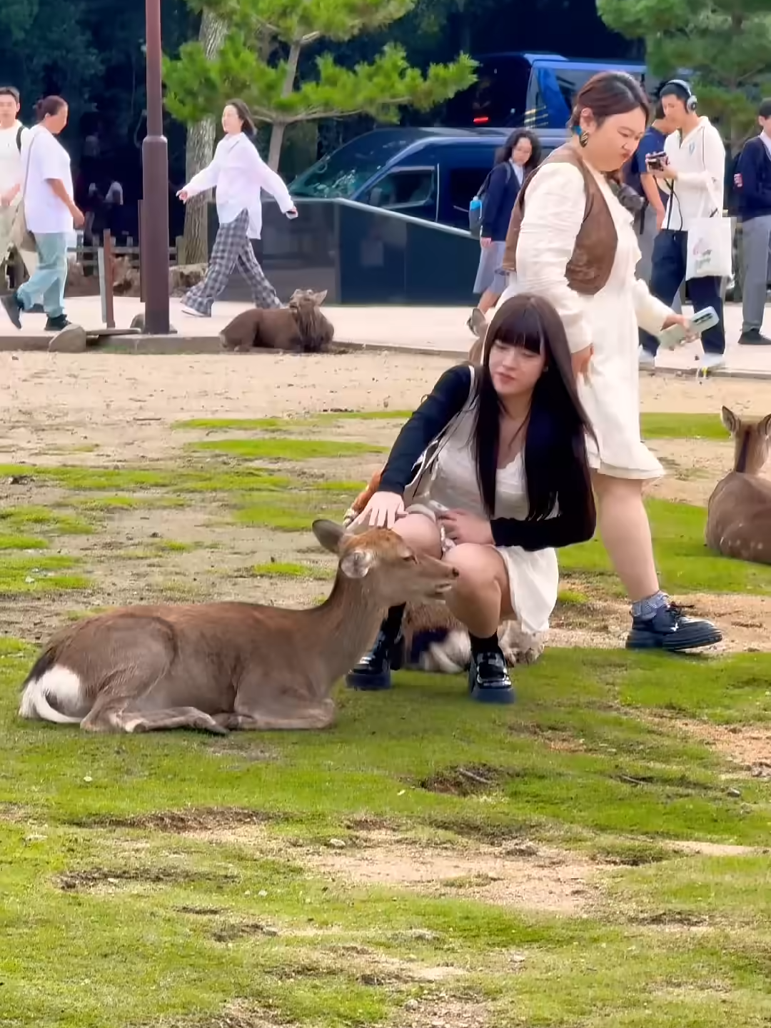 Nara Park deer  in japan #zoo #narapark