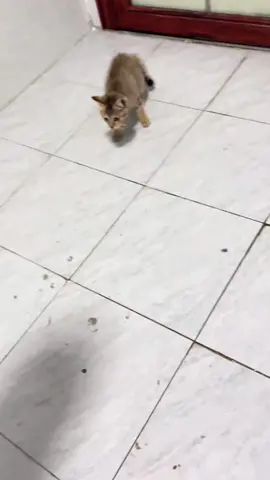 Cat’s powerlessness #cat #funnyvideos #fyp #funnycat #catoftiktok #happy #foryou 