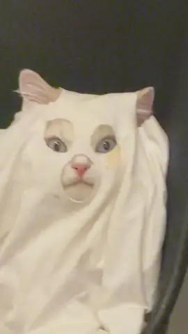 Halloween preparations😹 Would you be scared of this ghost in your house?! #cat #halloween #Lifestyle 