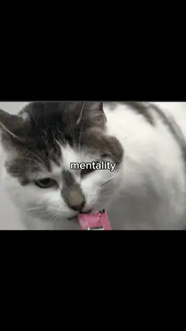 So uhh…I did it again😭 if yall really want me to do it again I will😝 #capcut #girlwiththedogs #youtube #cat #mentality 