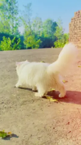 ☺️#unfreezemyaccount #foryoupage #fyp #fyppppppppppppppppppppppp #viral 