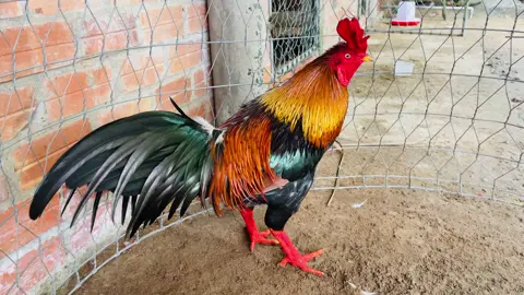 Ae xem vui(3kg9)#gà #tiktok #?gachoivietnam🐓🐓🐓 