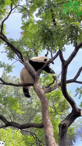 Cute panda#funny #funnyvideo #tiktok #pandafunnyvideo