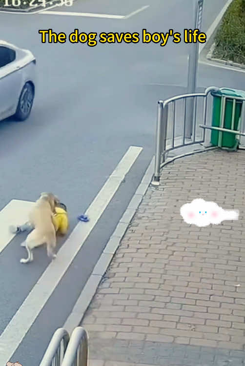 Dogs are best protector #fyp #tiktok #protection #pet #dog #baby 