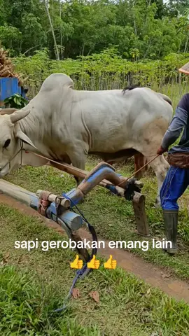 sapi terkuat 💪💪💪#fyp #grobaksapi #grobaksingkong#wsarmy @williesalim 