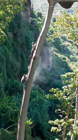 pengambilan madu penuh resiko