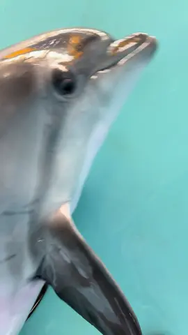 После тренировки всегда релакс 😎😎😎 #животные #друзья #рекомендации #лучшее #топтикток 