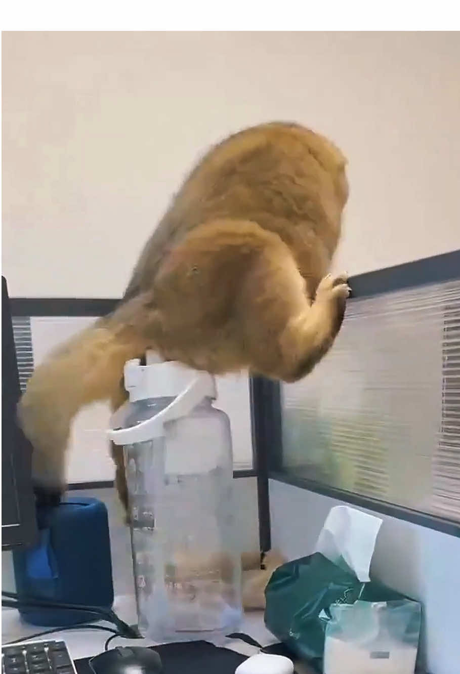 Cats 🐈 #cats #funny #fail #fyp #lovecats 