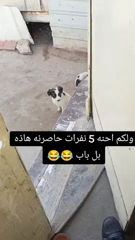 #شعب_الصيني_ماله_حل😂😂 #حله_سماوه_النجف_ناصرية_كربلاء 