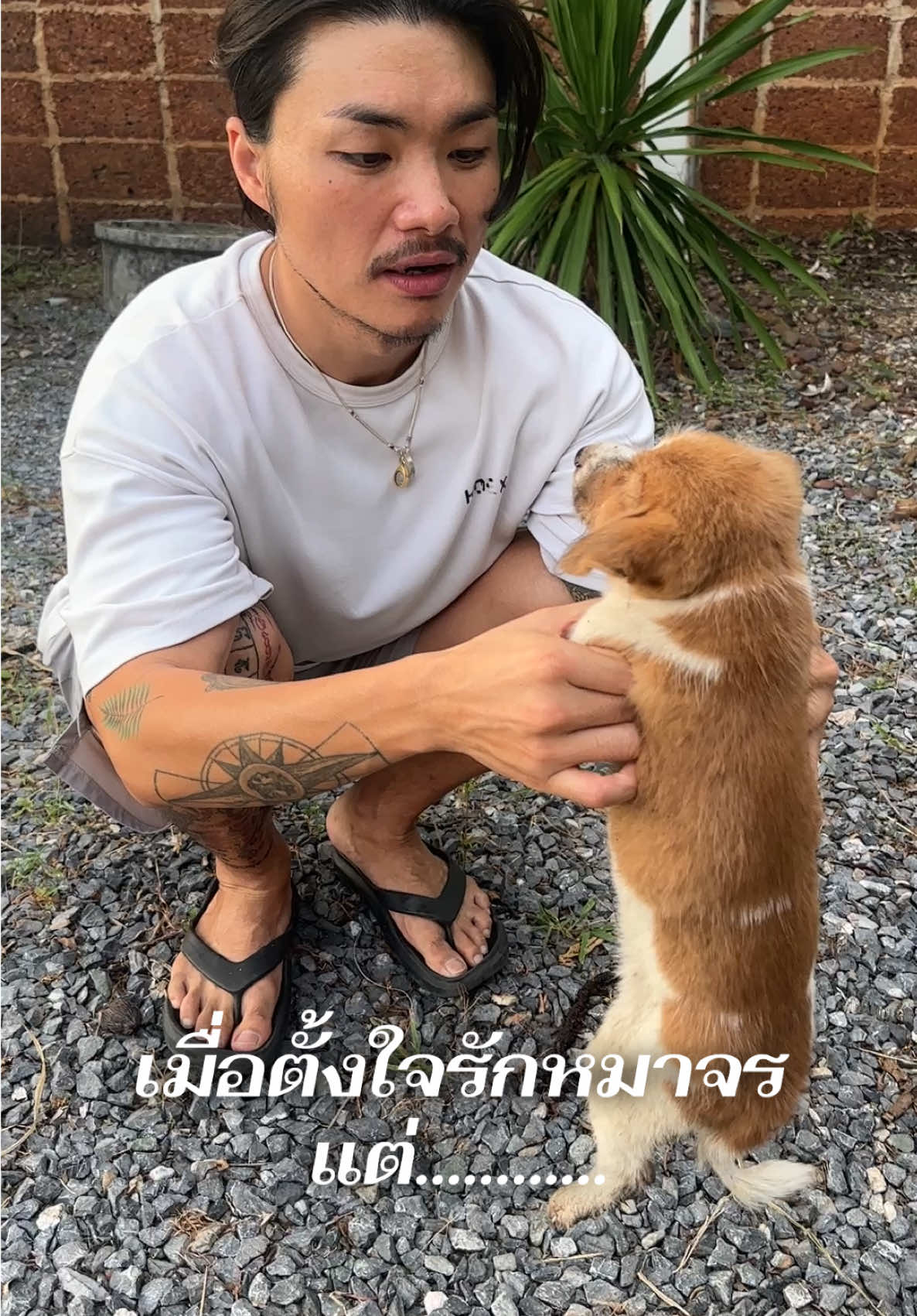 เมื่อพี่เรืองคนเกาหลี ตั้งใจรักชิบะหมาจรแต่…🥺 ไว้ถ้านกใจแข็งจะมาทำคลิปอธิบายให้ฟังนะคะว่าน้องเป็นอะไร 🙏#แฟ#แฟนเกาหลี🇰🇷🇹🇭เรือง#แฟนเกาหลี🇰🇷🇹🇭pシ#พี่เรือง#พี่เรืองเขยไทย