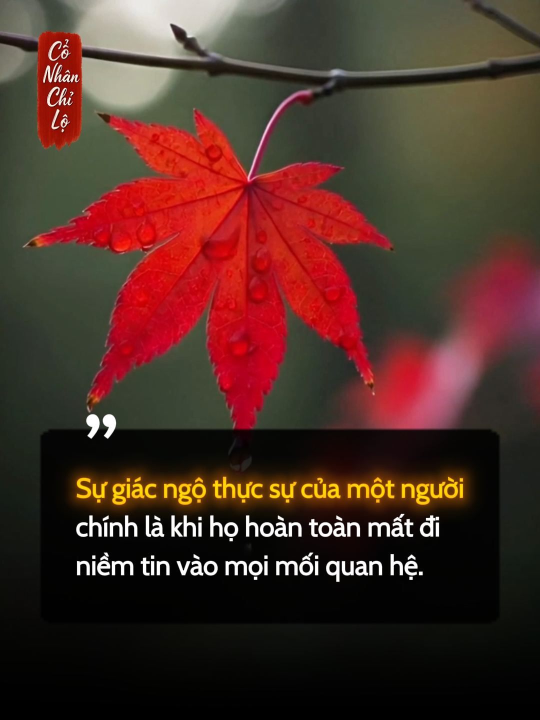 Giác ngộ là gì? Là khi bạn chấp nhận cô độc mà không oán than! #conhanchilo #baihoccuocsong #TrietLySong #trietlycuocsong