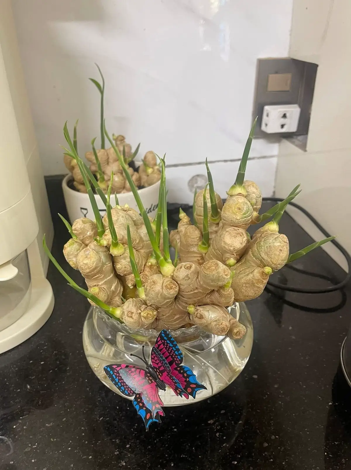 -Đầu tiên, ra chợ chọn những củ mập ú, nhiều mắt, nhìn mẩy và nhiều đốt rõ ràng nha. Em chia sẻ cách trồng, thử 3 cách luôn cho biết 😆👇 1. Trồng đất: -Ngâm củ qua đêm, hôm sau dăm xuống đất là ok.Cách này thấy lên nhanh nhất, củ mập, khỏe cực. -Khoảng 7–10 ngày là mầm nhú, có khi ra cả lá luôn! Nhổ lên trồng tiếp thủy sinh cũng được nha. Nhớ đất phải tơi xốp, tưới đều mỗi ngày 🌱 2. Trồng thủy sinh: -Chọn bình hay tô miễn sao củ gừng chạm được nước là được. -Cách này chậm hơn, củ không mẩy bằng trồng đất nhưng nhìn đẹp và lạ lắm. -Nhớ thay nước định kỳ và xịt ẩm củ cho tươi nha 💧 3. Trồng sỏi: -Xếp củ vào, trải lớp sỏi rồi châm nước sấp sỉ mặt sỏi để nuôi cây. Vừa gọn vừa sạch, đặt trong nhà nhìn chill lắm 😍 Nghe nói trồng gừng phong thủy còn tốt cho sức khỏe, hút tài lộc, tránh xui rủi nữa, nên chị em thử liền đi ạ! Chúc cả nhà thành công với vườn gừng xinh xắn của mình nha 🫚🌿