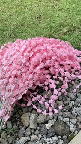 Bunga hangea amaratus jumbo #bungadekorasi #bungajumbo #amaratus 