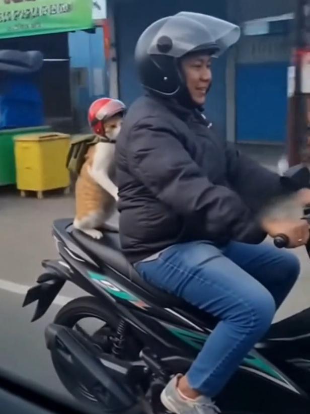 si oyen banyak ada ada aja kelakuan 🤣🤣 #kucingoyen #oyenbarbar #kucinglucu #kucingoren #fyppppppppppppppppppppppp 