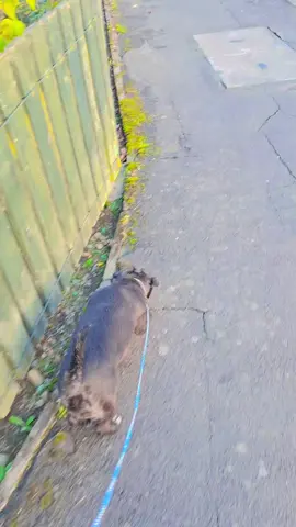 #fyp  #scottishcurvygirl  #goodmorning 