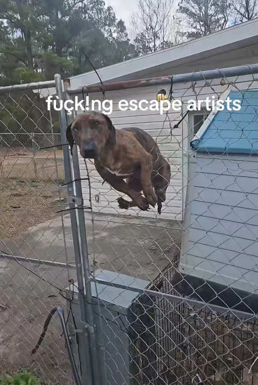 Poor dog needs help because he is stuck😅🤣#funnydog#foryou#funnyvideos #doglover #fyp