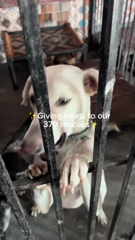 We’re distributing treats to our babies today at @Pawsitive Sanctuary 💙  Most of these rescues are in a crate because they need medical attention and they need a have a safe space.  Once they are better they can go run freely to our new extended field that we still need financial support to build.  If you want to help us check our page https://www.pawsitivesanctuary.com #rescuedog #animalshelter #rescues #furbaby 