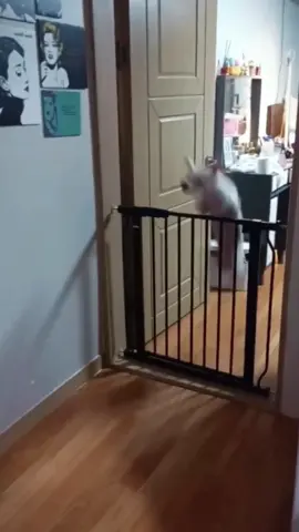 Odd Dog Positions | Too Funny! #dogsoftiktok #funnydog #foryou #fyp #fentysuperbrandday