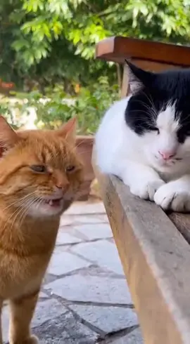 apaan sih #kucingimut #vidioviral #kreatortiktok #aiart #BelajarAi 