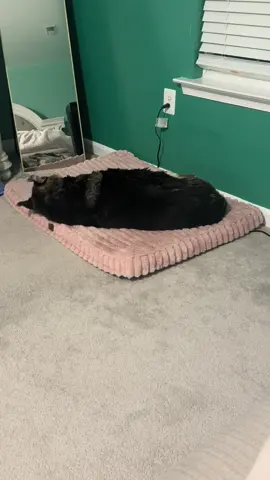 And I thought teenagers were hard to wake up.. my poor senior dog just wants to sleep… I’m ruining her life and she’s so dramatic 🤣 #fyp #germanshepherd #funnydog 
