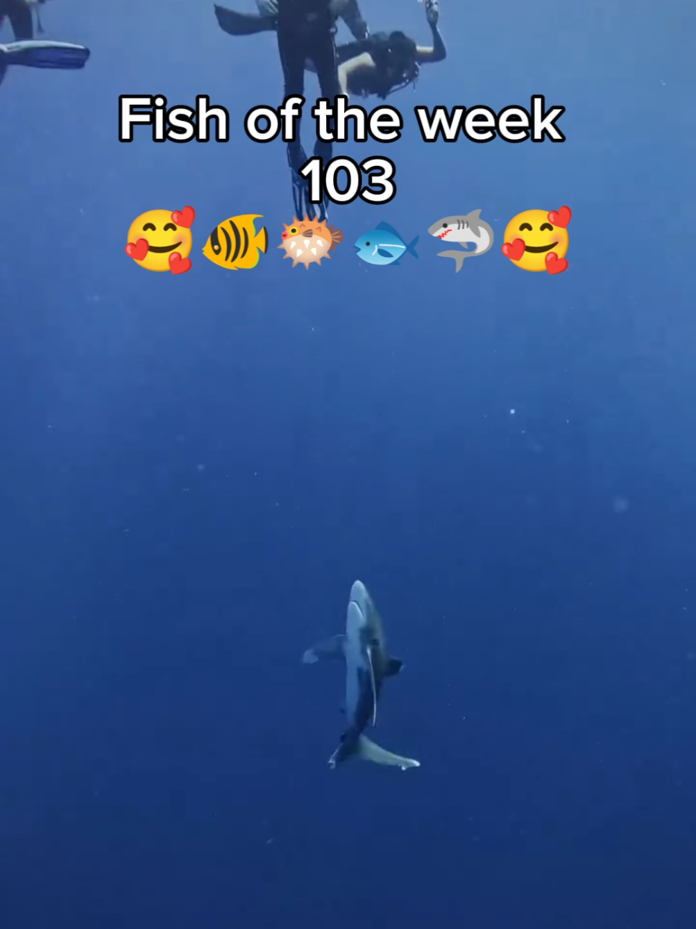 Fish of the week 103 It's fish of the year next week, vote for your favourite fish in the comments 🥳🥳 #fyp #holymoly #fotw #fishoftheweek #dogtoothtuna 