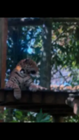 #guatemala🇬🇹🇬🇹 #amor❤️ #Dios #viraltiktok 