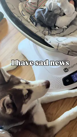 I can’t believe I need to give my huskies away ! What should I do? My kids are looking forward to trick or treating 🥺